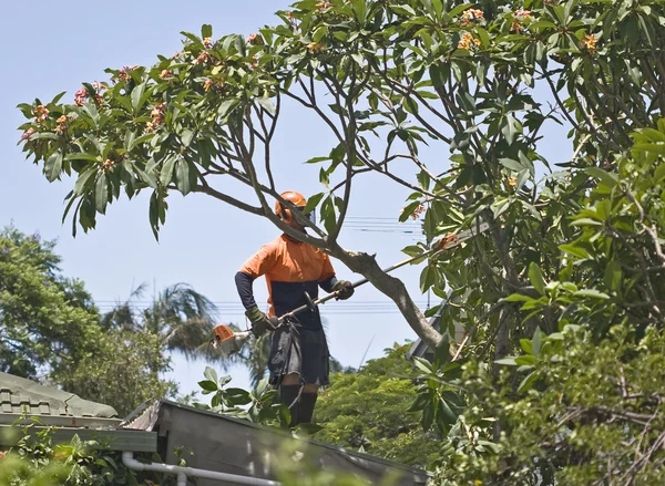 Tree Lopping Near Me