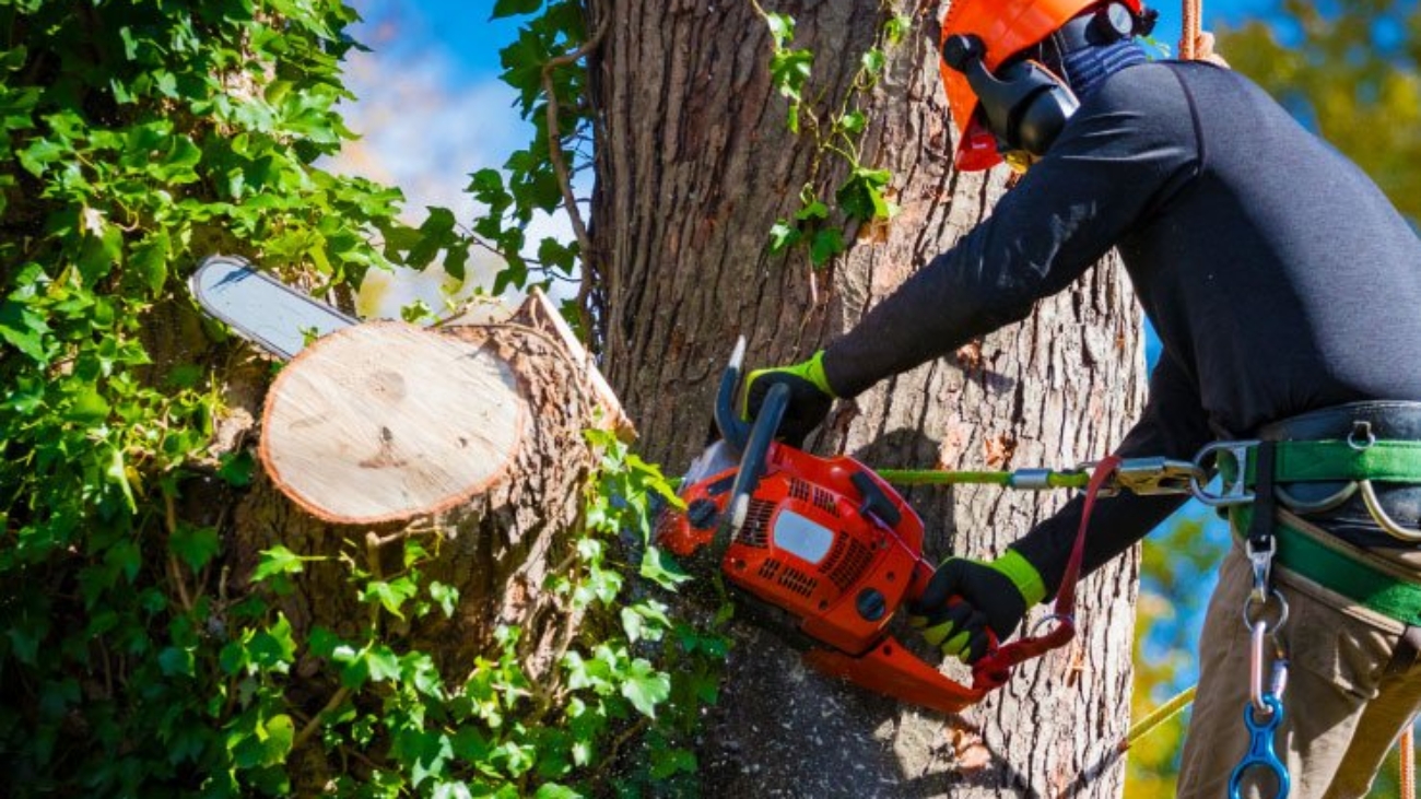 Tree Services