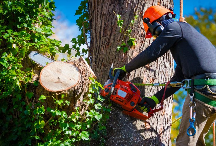 Tree Services