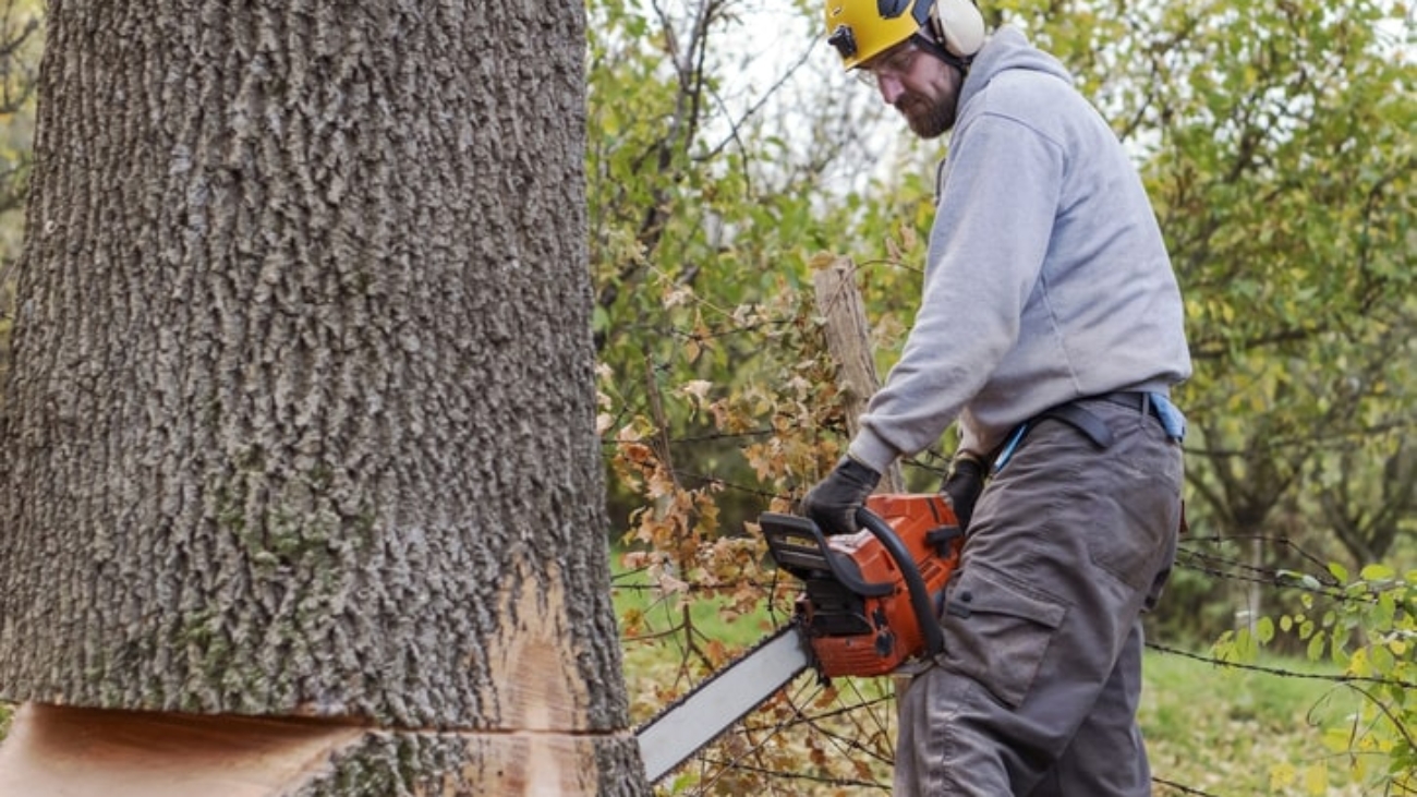 Tree Lopping Near Me