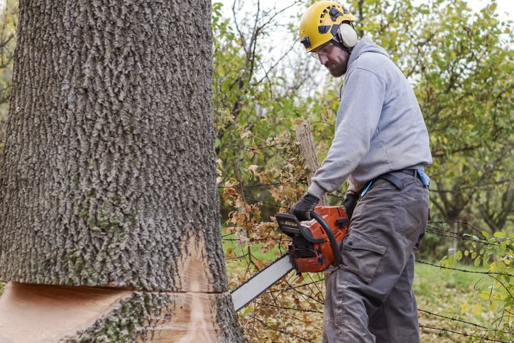 Tree Lopping Near Me